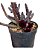 Suculenta Euphorbia Orbea Pendurata - Imagem 1