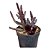 Suculenta Euphorbia Orbea Pendurata - Imagem 2