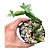 Suculenta Cissus Quadrangularis(pendente) - Imagem 1