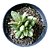 Suculenta Adromischus Jutae - Imagem 1