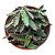 Suculenta Euphorbia Decaryi pote 11cm - Imagem 1