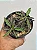 Suculenta Euphorbia Decaryi pote 11cm - Imagem 2