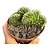 Euphorbia Austrocylindropuntia Cilíndrica Cristata - Imagem 1