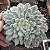 SUCULENTA ECHEVERIA SETOSA DIMINUTA - Imagem 3