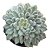 SUCULENTA ECHEVERIA SETOSA DIMINUTA - Imagem 1