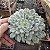 SUCULENTA ECHEVERIA SETOSA DIMINUTA - Imagem 2