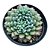 SUCULENTA ECHEVERIA SETOSA RUNDELLI - Imagem 1