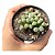 Suculenta Rara Fenestraria Rhopalophylla(dedinho de et) - Imagem 2