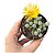 Suculenta Rara Fenestraria Rhopalophylla(dedinho de et) - Imagem 1
