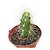 Cacto Echinocereus Cinerascens vaso 11cm - Imagem 1