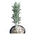 Planta Suculenta KLEINIA ARTICULATUS - Imagem 1
