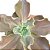 Planta Suculenta Gibiflora BG56 - Imagem 2
