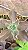 Planta Suculenta Gibiflora BG56 - Imagem 4