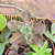 Planta Suculenta Gibiflora BG56 - Imagem 3