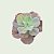 Planta Suculenta Gibiflora BG55 - Imagem 3