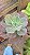 Planta Suculenta Gibiflora BG55 - Imagem 2