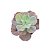 Planta Suculenta Gibiflora BG55 - Imagem 1