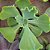 Planta Suculenta Gibiflora BG58 - Imagem 3
