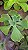 Planta Suculenta Gibiflora BG58 - Imagem 4