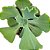 Planta Suculenta Gibiflora BG58 - Imagem 2