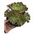 Planta Suculenta Aeonium 'Arboreum Arboreta" - Imagem 1