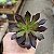 Suculenta Aeonium Arborium Púrpura - Imagem 3