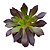 Suculenta Aeonium Arborium Púrpura - Imagem 1