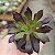 Suculenta Aeonium Arborium Púrpura - Imagem 4