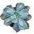 Suculenta Echeveria Carunculata pote 11 - Imagem 1