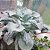 Suculenta Echeveria Carunculata pote 11 - Imagem 3