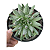 Planta Suculenta Sempervivum Oddity - Imagem 1