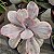 Planta Suculenta Echeveria Angel Wings"coleção" - Imagem 3