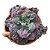 Planta Suculenta Gibiflora BG62 - Imagem 1