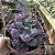 Planta Suculenta Gibiflora BG62 - Imagem 4