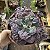 Planta Suculenta Gibiflora BG62 - Imagem 5