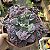 Planta Suculenta Gibiflora BG62 - Imagem 3