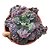 Planta Suculenta Gibiflora BG62 - Imagem 2
