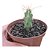 Cacto Echinocereus pentalophus – Rabo de cão-Flor Rosa - Imagem 3