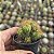 Suculenta Cacto Monstruoso /Cereus peruvianus - Imagem 4