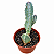 Cacto Caralluma Speciosa Pote 11 -  Coleção CORTE S/RAIZ) - Imagem 3