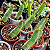 Cacto Caralluma Speciosa Pote 11 -  Coleção CORTE S/RAIZ) - Imagem 5