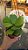 Planta flor de cera hoya kerrii coração cuia 13 - Imagem 3
