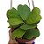 Planta flor de cera hoya kerrii coração cuia 13 - Imagem 1