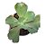 Planta Suculenta Gibiflora Carunculata Corte Sem raiz - Imagem 2