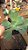 Planta Suculenta Gibiflora Carunculata Corte Sem raiz - Imagem 3