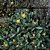 Odontophorus Nanus Flor Amarela - Suculenta - Imagem 2