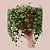 Suculenta Peperomia Pepperspot ou colar de moedas - Imagem 3
