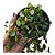 Suculenta Peperomia Pepperspot ou colar de moedas - Imagem 2