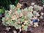 Planta Suculenta Kalanchoe Milotti - Imagem 2