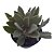 Planta Suculenta Kalanchoe Milotti - Imagem 3
